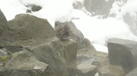 Crying baby snow monkey at Jigokudani, Japan 動画素材 11340341