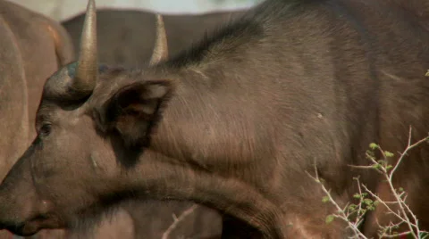 Crying Buffalo 库存影片 523374