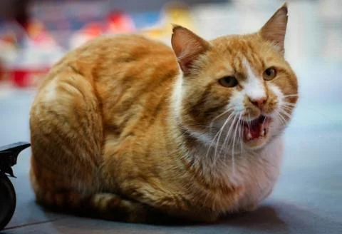 Crying Cat in cold weather Stock Photos