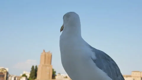 Crying close up seagull and blurred ancient Rome buildings at the sunset in Stock Footage 167228319