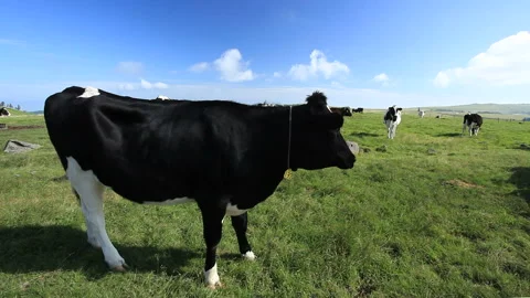 Crying Holstein Stock-Footage 324883878