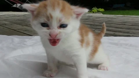 Crying Kitten Stock Footage 11082174