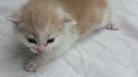 Crying Kitten Stock Footage 11083277