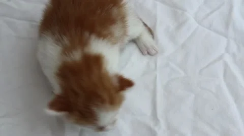 Crying Kitten Vidéo 11087117