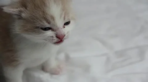 Crying Kitten Vidéo 11088048