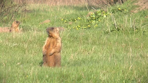 Crying marmot Stock-Footage 701097