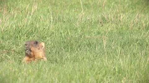Crying  marmot Video stock 701157