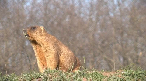 Crying  marmot Stock-Footage 701216