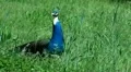 Crying Peacock with sound 20110529 152525a HD Footage