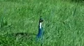 Crying Peacock with sound 20110529 152525b HD Footage