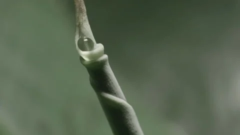 Crying plant banana tree, time lapse. Stock Footage 129270912
