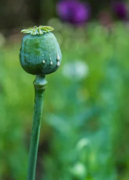 Crying poppy head, opium plant Stock Photos