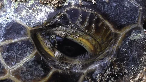 Crying Sea Turtles Laying Eggs in Ogasawara Stock Footage 332766374