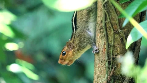 Crying squirrel Stock Footage 290855268