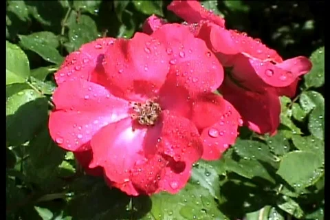 Cryingredrose 스톡 동영상 731779