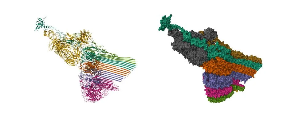 Cryo-EM structure of 3C9-sMAC Illustrazione stock