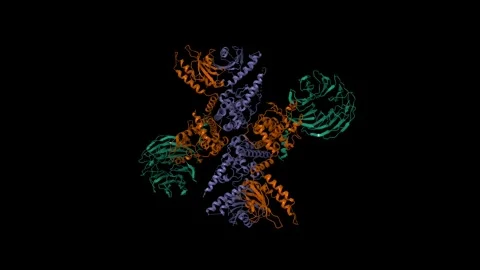 Cryo-EM structure of c9orf72 (violet)-SMCR8 (brown)-WDR41 (green) Stock Footage 307985969