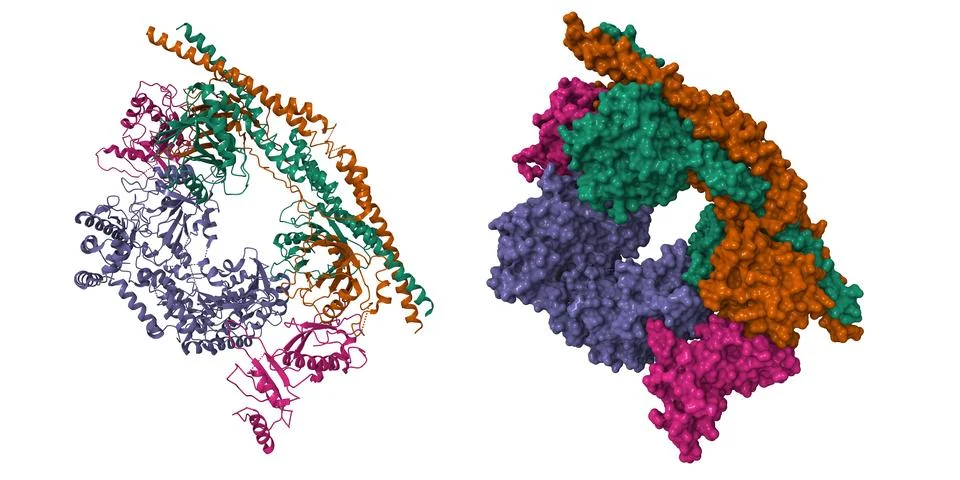 Cryo-EM structure of the human BRISC-SHMT2 complex Stock Illustration