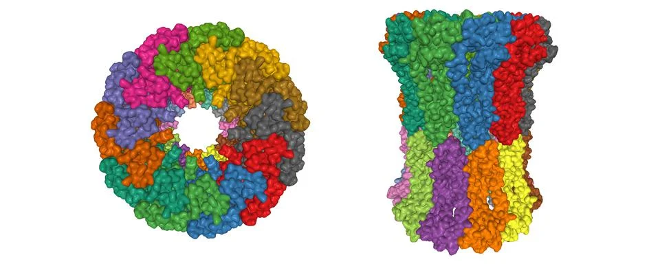 Cryo-EM structure of human CALHM2 gap junction, two perpendicular projections Stock Illustration
