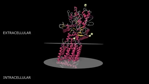 Cryo-EM structure of human Ptch1 Stock Footage 319350382