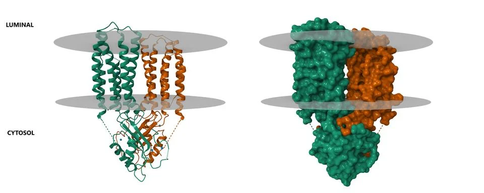Cryo-EM structure of human zinc transporter 8 (ZnT8), in the presence of zinc Stock Illustration