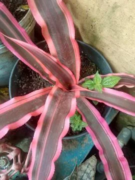 Cryptanthus bromelioides Stock Photos
