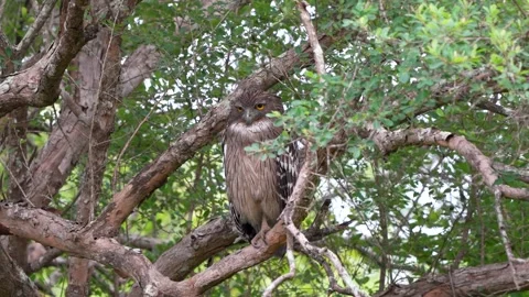 A cryptic Brown fish owl (Ketupa zeylonensis) Video stock 328450157