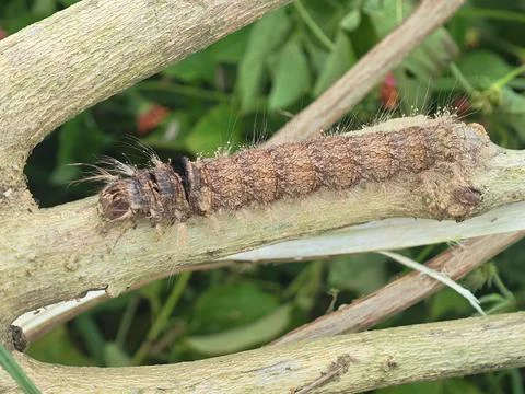 Cryptic Caterpillar with Hairy Head Resting on Wood Stock Photos