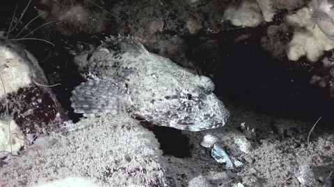 Cryptic Cryptocentrus Awaits On the Ocean Floor of Bocas Del Toro Video stock 319382015