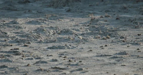 Cryptic Hard to See Camouflage Snowy Plover Nesting Incubating on Ground Nest Stock Footage 296630249