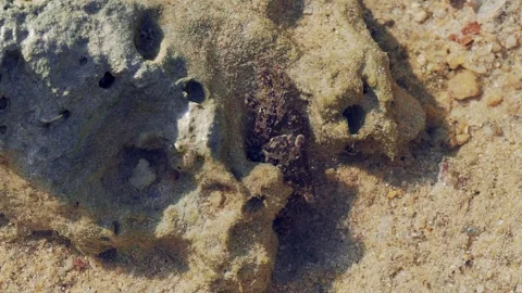 Cryptic Shore Crab Hidden Among Coral Rock in Tropical Shallow Water Видео 337022441
