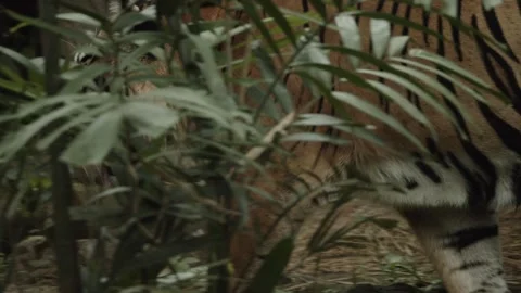 Cryptic shot of tiger, then reveals from behind trees. Nice tracking shot. Stock Footage 246512425