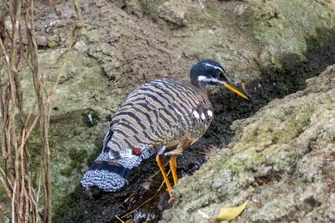 Cryptic, slender bird with complex barred plumage; known for spectacular 'sun Stock Photos