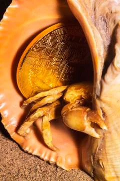 Crypto currency bitcoin in the sand in the shell is protected by crab. Foto stock