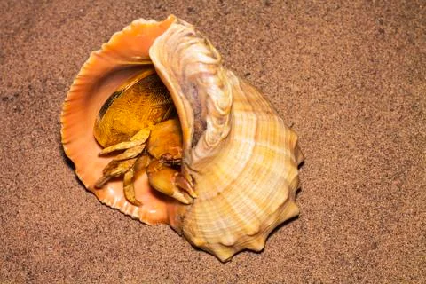 Crypto currency bitcoin in the sand in the shell is protected by crab. Stock Photos