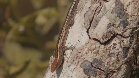 Cryptoblepharus egeriae The nearly extinct blue-tailed skink Video stock 111685844