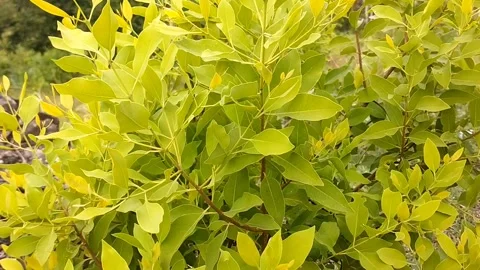 Cryptocarya agathophylla Stock Footage 326860938