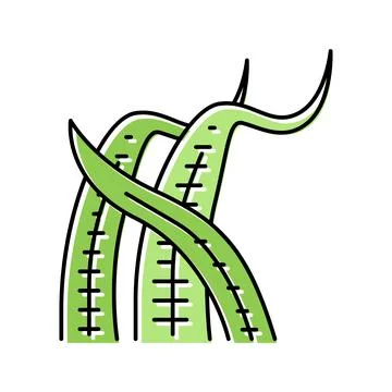Cryptocoryne balansae color icon vector illustration Stock Illustration