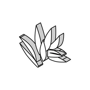 Cryptocoryne wendttii isometric icon vector illustration 스톡 일러스트