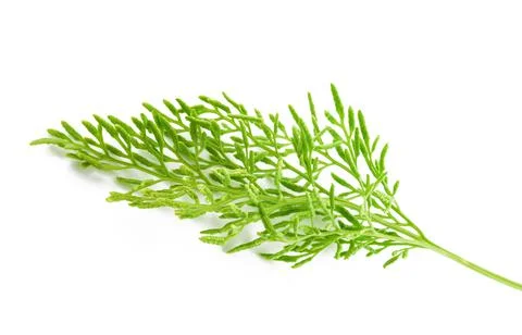 Cryptogramma crispa Stock Photos