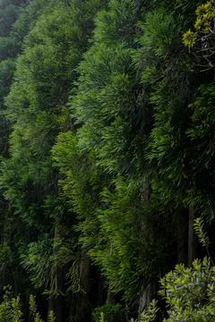 Cryptomeria forest creating dense green foliage in Azores Stock Photos