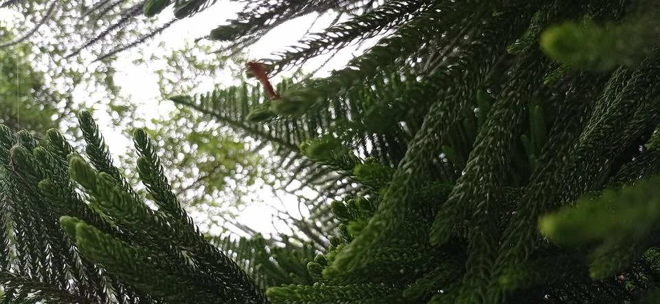 Cryptomeria Stock Photos