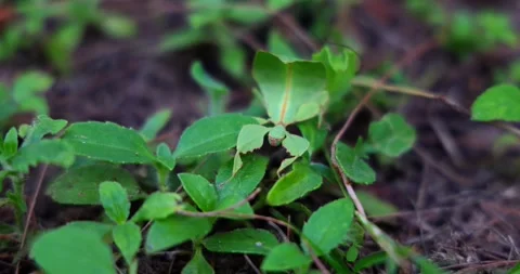 Cryptophyllium Leaf Insect Camouflaged Among Green Foliage Stock Footage 322061502