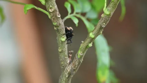 Cryptorhynchus lapathi. Stock Footage 315497948