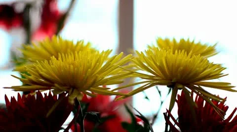 Crysanthemum Flowers Stock Footage 10709279