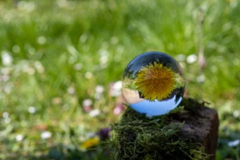 Crystal ball with dandelion flower on moss covered stone Stock Photos
