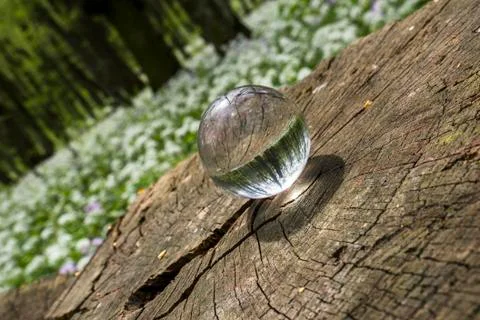 Crystal ball  forest magic Stock Photos