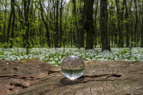 Crystal ball  forest magic Stock Photos