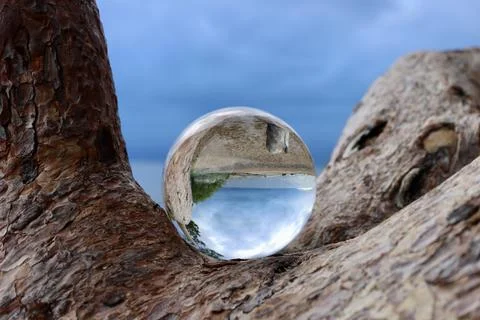 Crystal ball on tree Foto stock