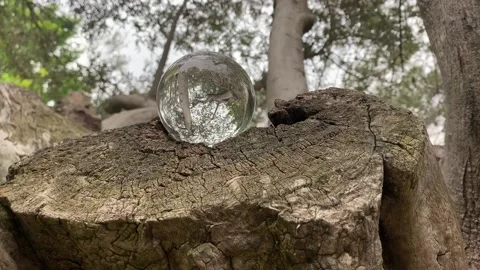 Crystal ball in trunk tree Stock Footage 157000408